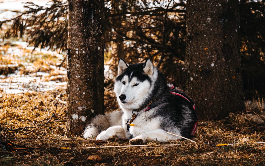 Course des Chiens de Traineaux 2026 – Saignelégier