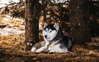 Course des Chiens de Traineaux 2026 – Saignelégier